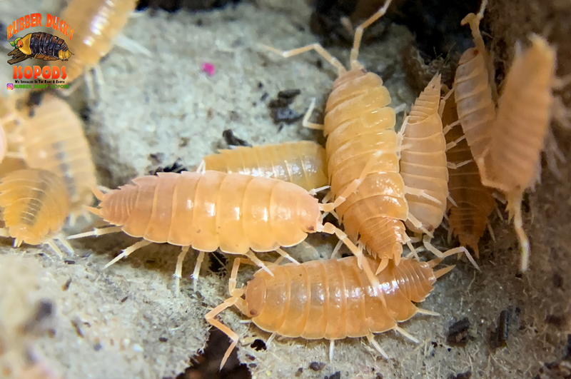 "Powder Orange" Clean Up Crew Isopods (Porcellionides pruinosus) 10 Count