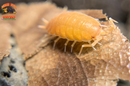 "Powder Orange" Clean Up Crew Isopods (Porcellionides pruinosus) 10 Count
