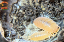 "Powder Orange" Clean Up Crew Isopods (Porcellionides pruinosus) 10 Count
