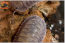 "Purple Ghost" RARE HIGHLY Sought After Isopods (Cubaris sp.) 6 Count