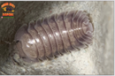 "Purple Ghost" RARE HIGHLY Sought After Isopods (Cubaris sp.) 6 Count