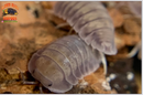 "Purple Ghost" RARE HIGHLY Sought After Isopods (Cubaris sp.) 6 Count