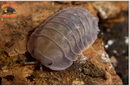 "Purple Ghost" RARE HIGHLY Sought After Isopods (Cubaris sp.) 6 Count