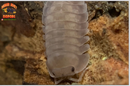 "Purple Ghost" RARE HIGHLY Sought After Isopods (Cubaris sp.) 6 Count