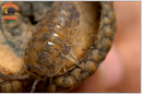 "Red Calico" Unique Clean Up Crew Isopods (Porcellio scaber) 10 Count