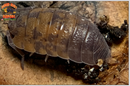 "Red Calico" Unique Clean Up Crew Isopods (Porcellio scaber) 10 Count