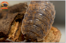"Red Calico" Unique Clean Up Crew Isopods (Porcellio scaber) 10 Count