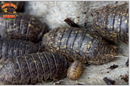 "Sabah" Gold Flaked Isopods (Cubaris sp.) 6 Count (RARE Species)