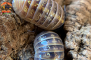 "Saint Lucia" Isopods "Spanish Line" (Armadillidium vulgare) 10 Count