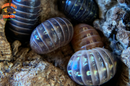 "Saint Lucia" Isopods "Spanish Line" (Armadillidium vulgare) 10 Count