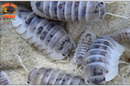 "Shiro Utsuri" Samurai Soldier Isopods  (Cubaris sp.) 6 Count