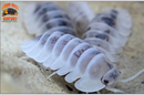 "Shiro Utsuri" Samurai Soldier Isopods  (Cubaris sp.) 6 Count
