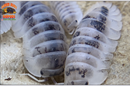 "Shiro Utsuri" Samurai Soldier Isopods  (Cubaris sp.) 6 Count