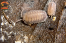 "Silver Ghosts" Quick Breeding Designer Isopods (Cubaris sp) 6 Count