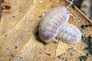 "Silver Ghosts" Quick Breeding Designer Isopods (Cubaris sp) 6 Count