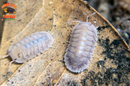 "Silver Ghosts" Quick Breeding Designer Isopods (Cubaris sp) 6 Count
