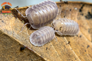 "Silver Ghosts" Quick Breeding Designer Isopods (Cubaris sp) 6 Count