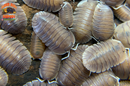"Soil" Highly Sought After Exotic Isopods (Cubaris sp.) 6 Count