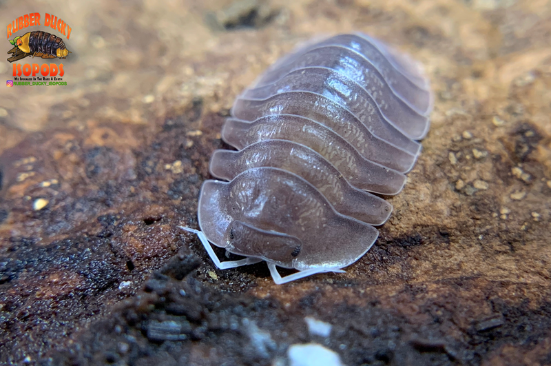 "Soil" Highly Sought After Exotic Isopods (Cubaris sp.) 6 Count