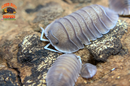 "Soil" Highly Sought After Exotic Isopods (Cubaris sp.) 6 Count