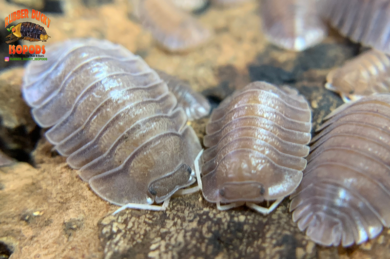 "Soil" Highly Sought After Exotic Isopods (Cubaris sp.) 6 Count