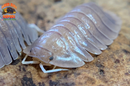 "Soil" Highly Sought After Exotic Isopods (Cubaris sp.) 6 Count