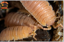 "Spanish Orange" Clean Up Crew Isopods (Porcellio scaber) 10 Count