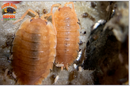 "Spanish Orange" Clean Up Crew Isopods (Porcellio scaber) 10 Count
