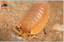 "Spanish Orange" Clean Up Crew Isopods (Porcellio scaber) 10 Count