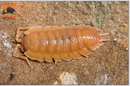 "Spanish Orange" Clean Up Crew Isopods (Porcellio scaber) 10 Count