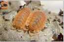 "Spanish Orange" Clean Up Crew Isopods (Porcellio scaber) 10 Count