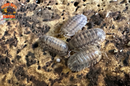 "Suga Knight" Death Row Tigers Designer Isopods (Cubaris sp) 6 Count