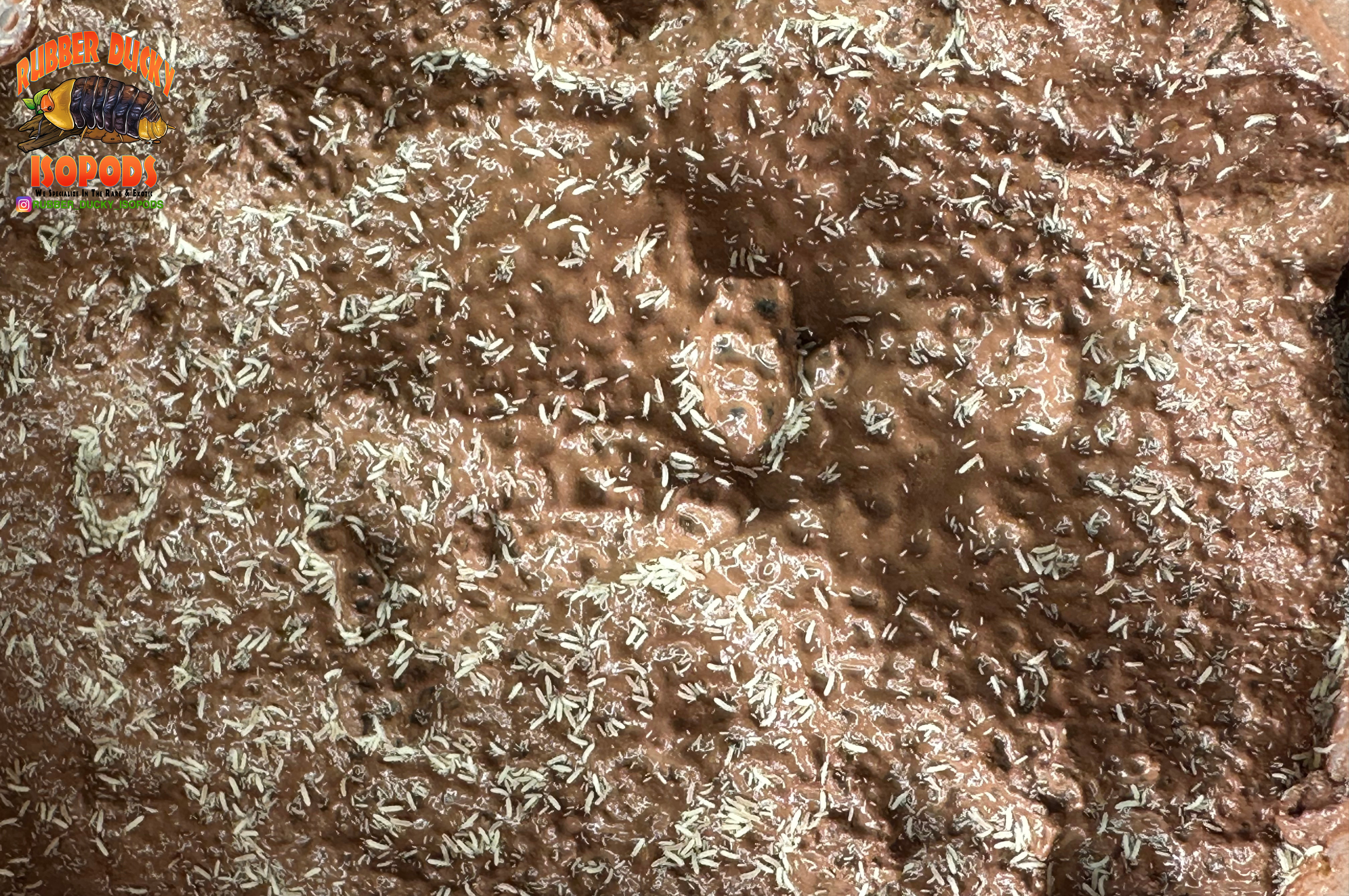 White Springtails | Bioactive Clean-Up Crew
