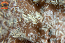 White Springtails (Folsomia candida or Collembola) — Live Bioactive Clean-Up Crew