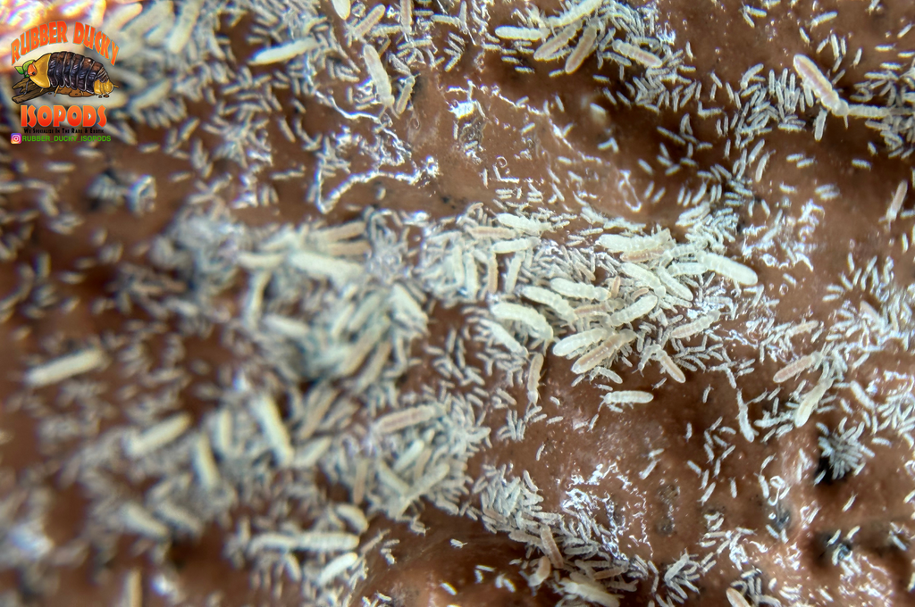 Temperate White Springtails (Folsomia candida or Collem