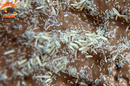 White Springtails (Folsomia candida or Collembola) — Live Bioactive Clean-Up Crew