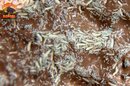 White Springtails (Folsomia candida or Collembola) — Live Bioactive Clean-Up Crew