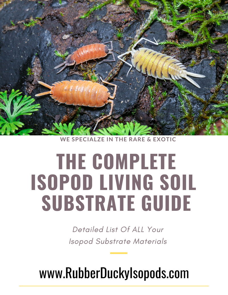The Complete Isopod Living Soil Substrate Guide (2023)