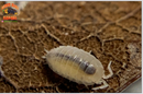 "Dwarf White" Small Clean Up Isopods (Trichorhina tomentosa) 20+ Count