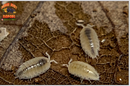 "Dwarf White" Small Clean Up Isopods (Trichorhina tomentosa) 20+ Count