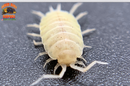 "White Out" Clean Up Crew Isopods (Porcellionides pruinosus) 10 Count