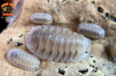 "White Pigeon" Sought After Designer Isopods (Cubaris sp) 6 Count