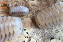 "White Pigeon" Sought After Designer Isopods (Cubaris sp) 6 Count