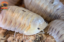 "White Pigeon" Sought After Designer Isopods (Cubaris sp) 6 Count