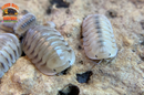 "White Pigeon" Sought After Designer Isopods (Cubaris sp) 6 Count