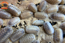 "White Pigeon" Sought After Designer Isopods (Cubaris sp) 6 Count