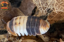 "White Sharks" Orange, White And Blue Dwarf Isopods (Cubaris sp.) 6 Count