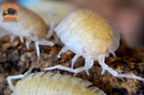 "Yellow Snow" Unique Clean Up Crew Isopods (Porcellio scaber) 10 Count