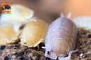 "Yellow Snow" Unique Clean Up Crew Isopods (Porcellio scaber) 10 Count