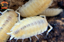 "Yellow Snow" Unique Clean Up Crew Isopods (Porcellio scaber) 10 Count